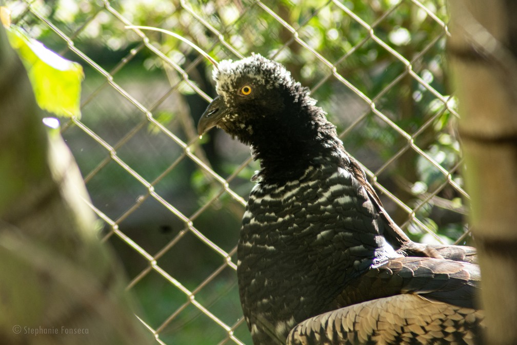 Anhuma (Anhima cornuta) é uma das quase 40 espécies residentes no zoológico do Parque Ecológico da Cidade da Criança — Foto: Stephanie Fonseca