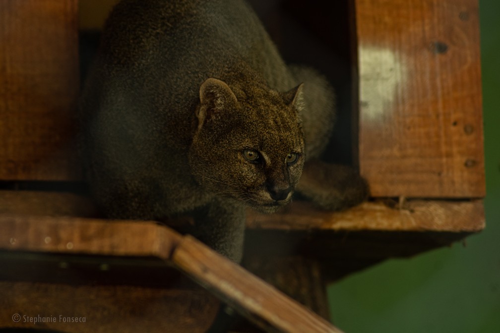Gato-mourisco Logan é o mais velho entre os mamíferos residentes no zoológico do Parque Ecológico — Foto: Stephanie Fonseca