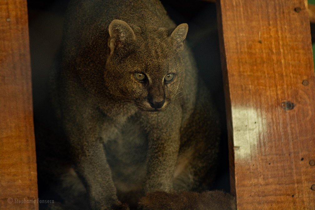 Gato-mourisco Logan é o mais velho entre os mamíferos residentes no zoológico do Parque Ecológico — Foto: Stephanie Fonseca