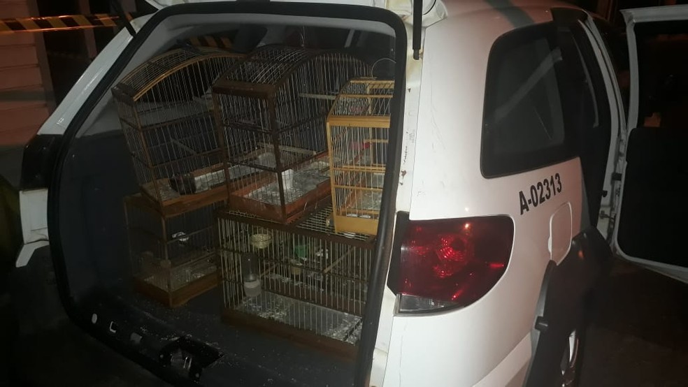 Aves que eram mantidas irregularmente em cativeiro foram resgatadas — Foto: Polícia Ambiental