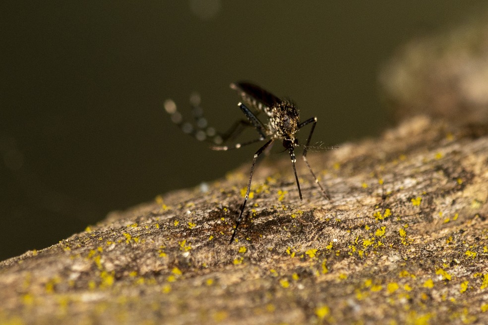 Bady Bassitt confirma primeira morte por dengue em 2023