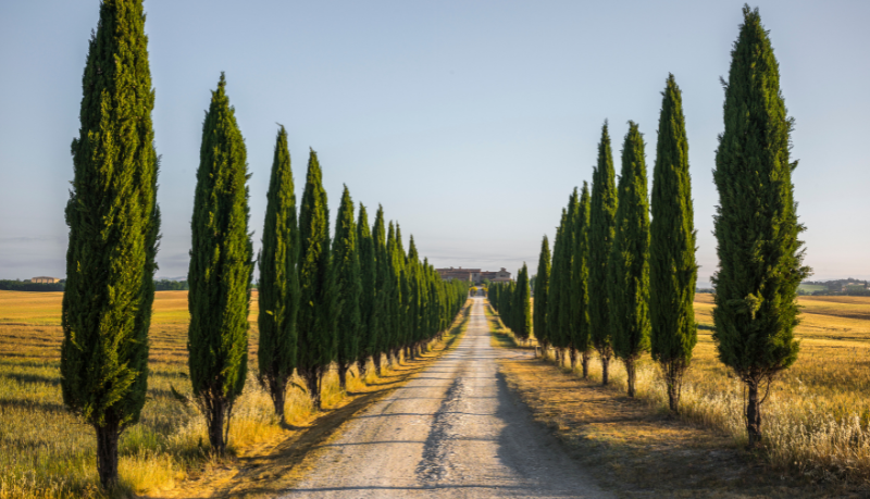 Os encantos da Toscana: uma mistura única de natureza, história e gastronomia