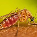 Febre do Nilo Ocidental: Entenda os riscos de complicações graves da doença